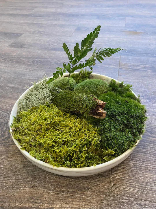 Table-Top Live Moss Garden Workshop- Oct. 20th, 2023