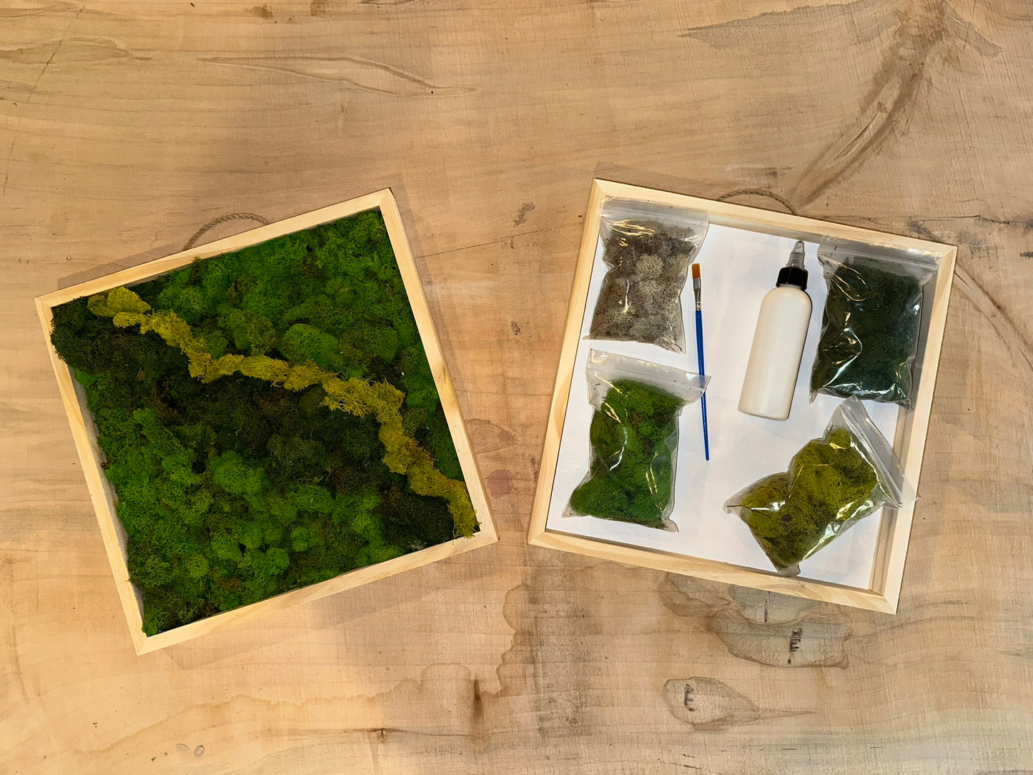 DIY Moss Art Kit