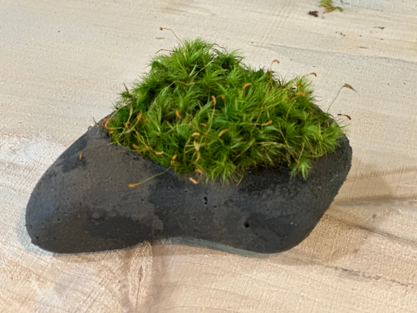 The MossStone: The Living Rock Companion