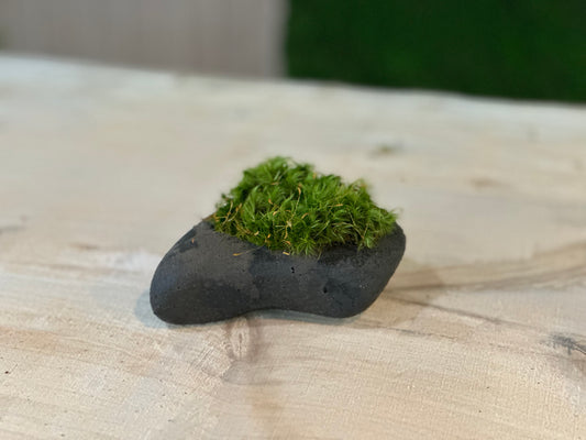 The MossStone: The Living Rock Companion