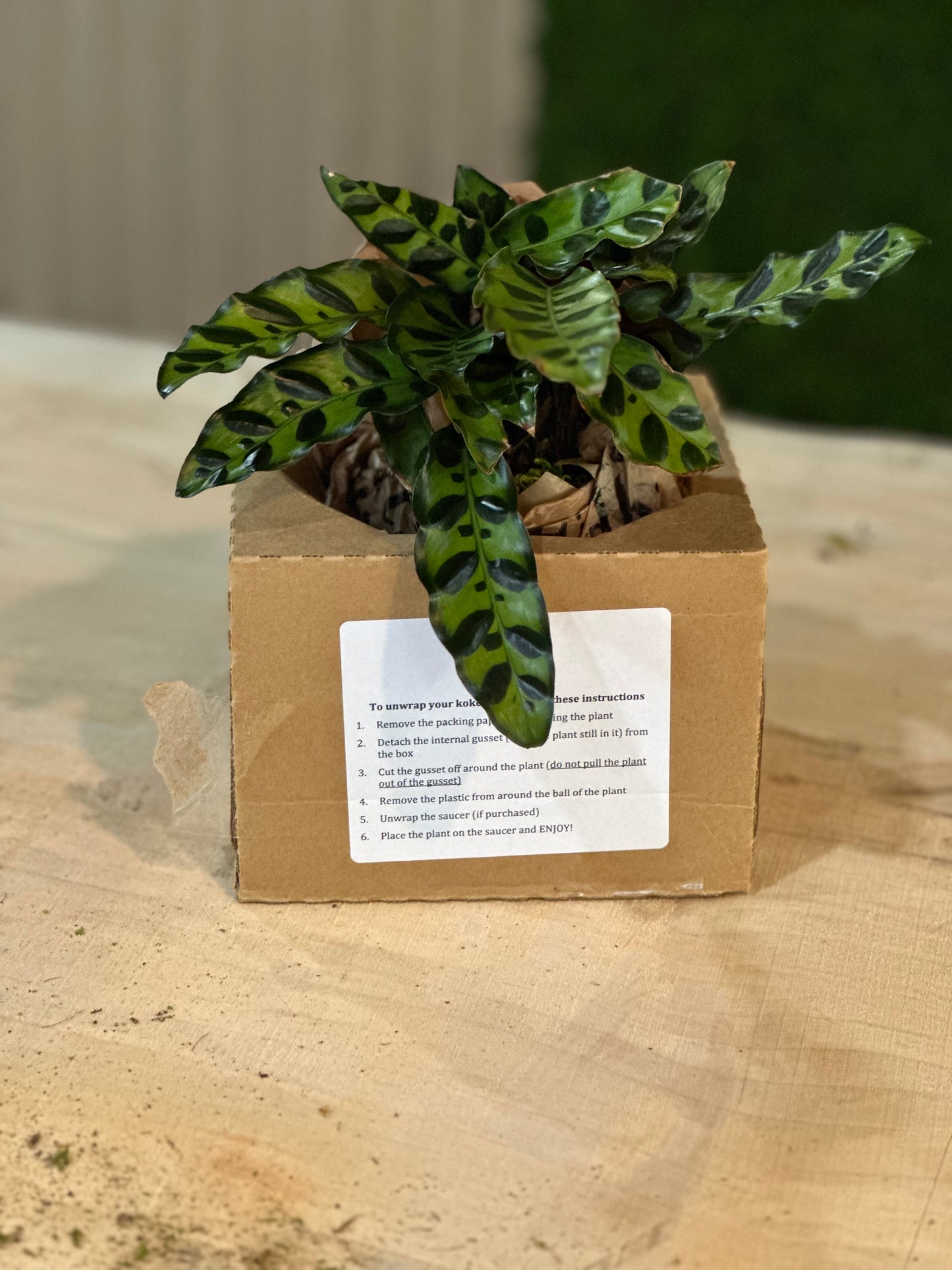 Hand Made Kokedama's