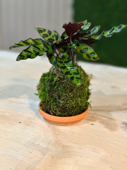 Hand Made Kokedama's