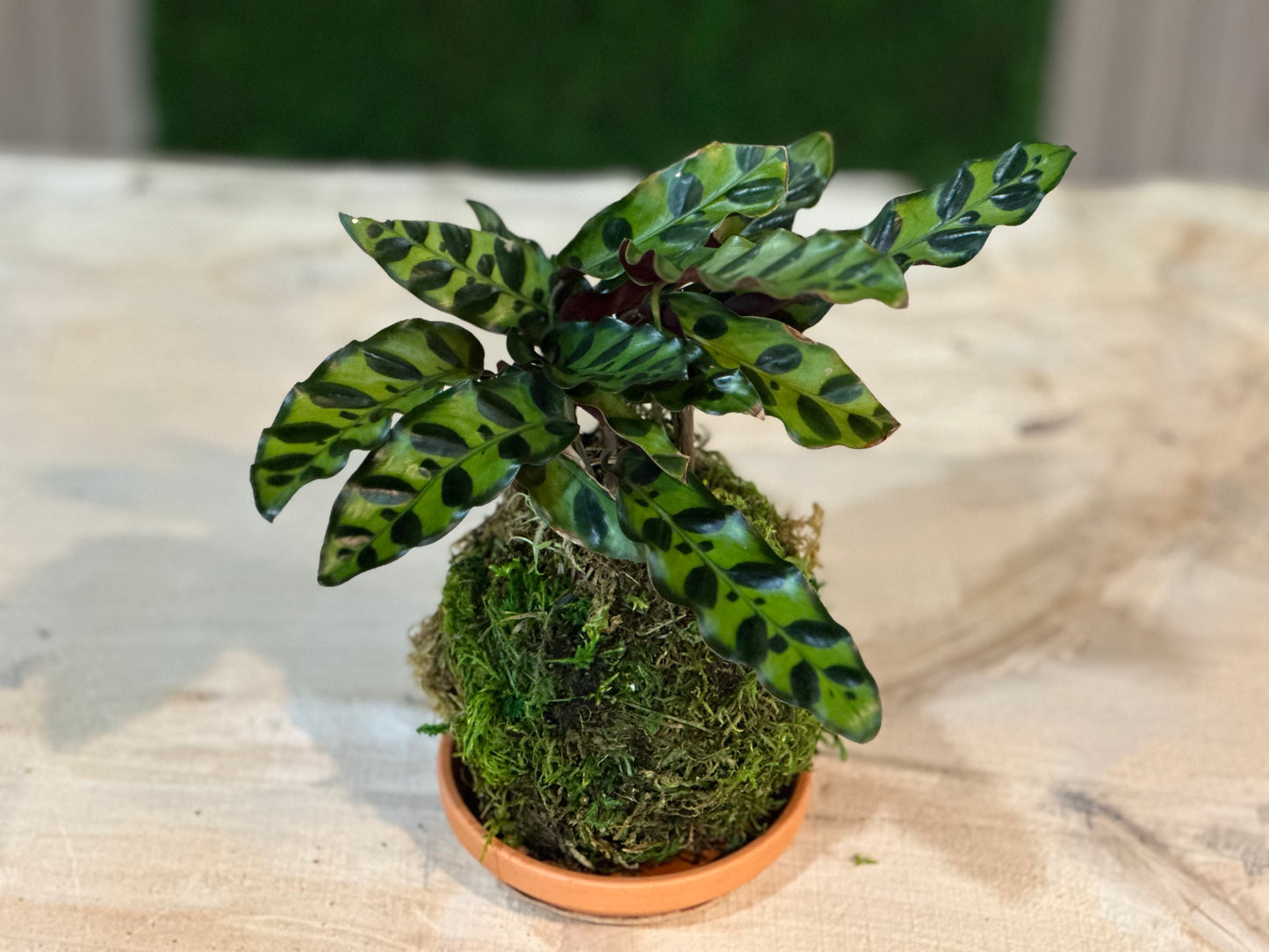 Hand Made Kokedama's