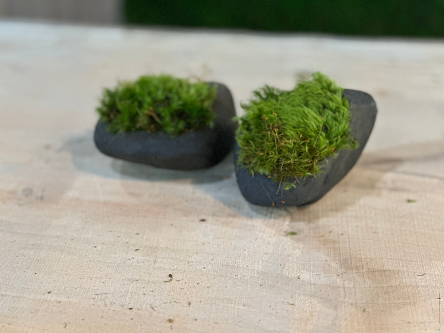 The MossStone: The Living Rock Companion