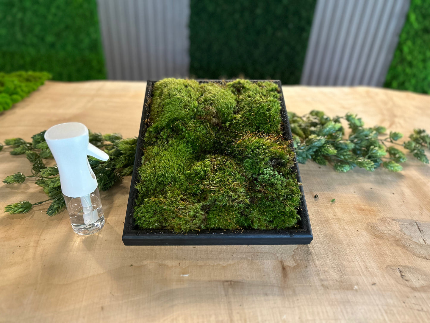 MossAire Living Moss Wall Frame: A Natural Air Filter & Stress Relief Oasis