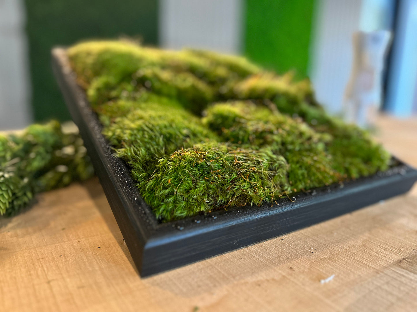 MossAire Living Moss Wall Frame: A Natural Air Filter & Stress Relief Oasis
