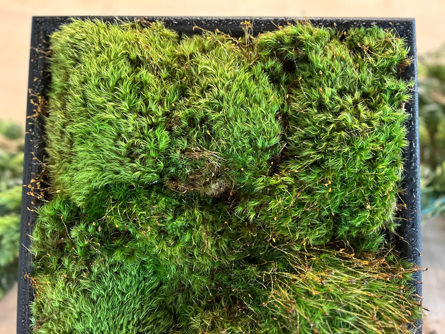 MossAire Living Moss Wall Frame: A Natural Air Filter & Stress Relief Oasis
