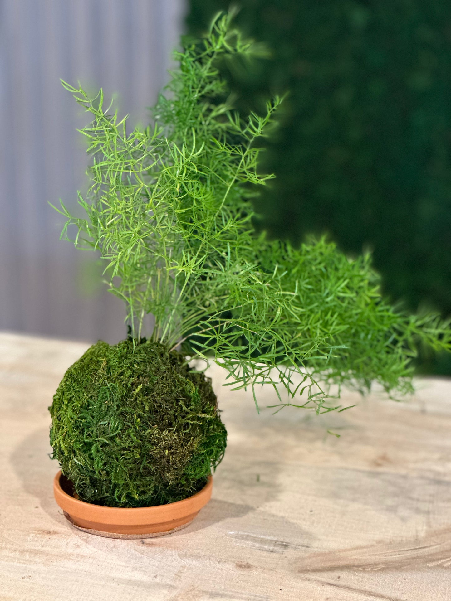 Hand Made Kokedama's