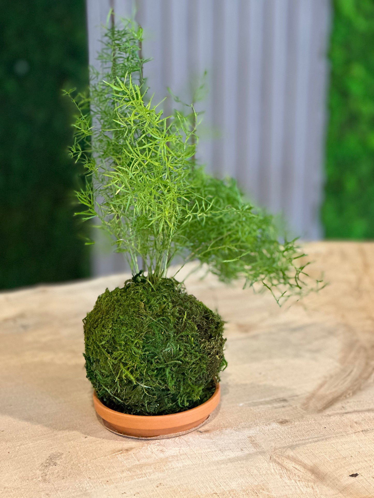 Hand Made Kokedama's