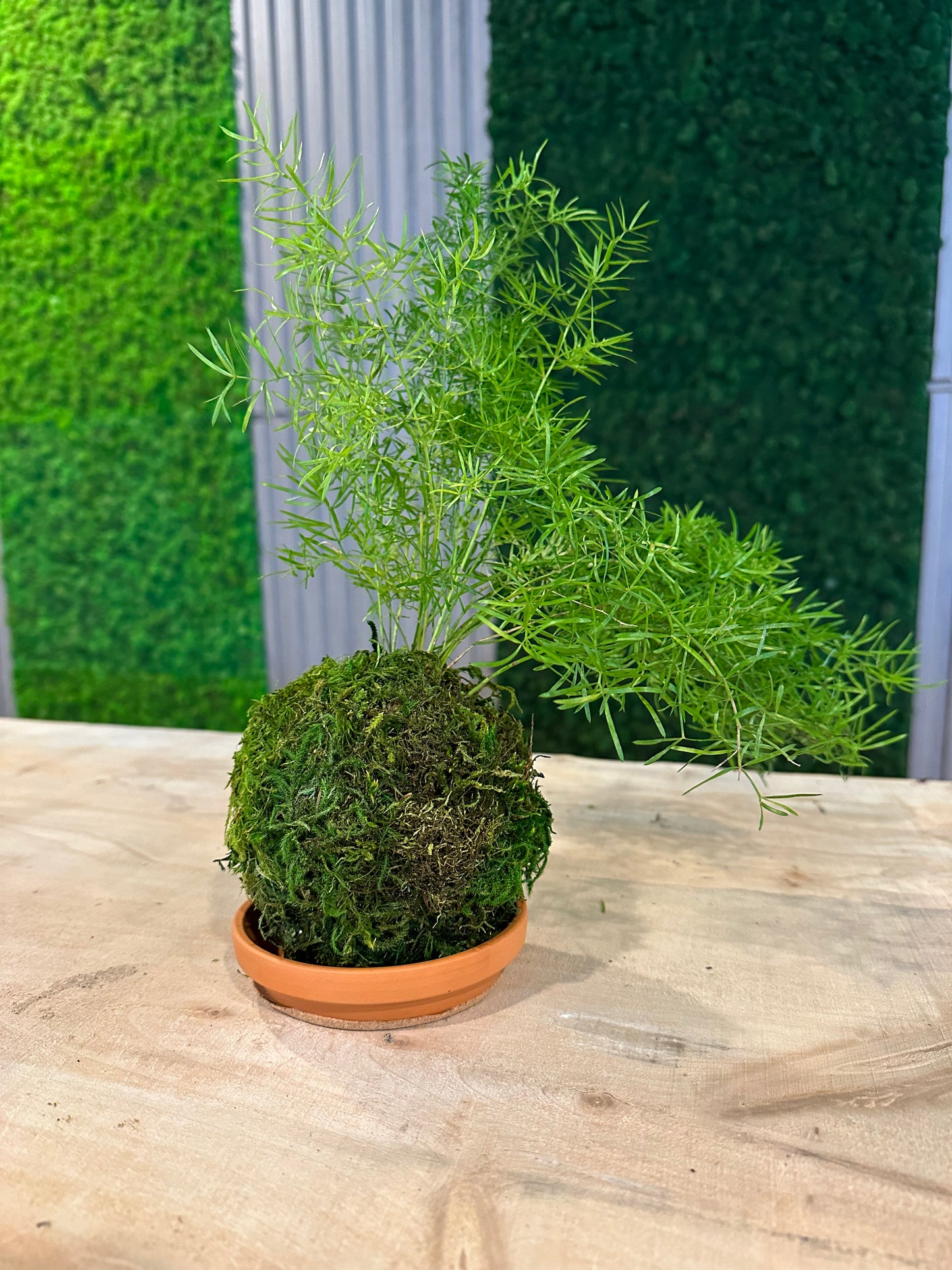 Hand Made Kokedama's