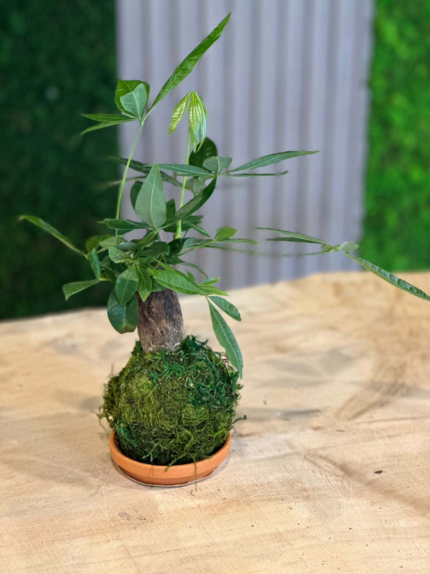 Hand Made Kokedama's