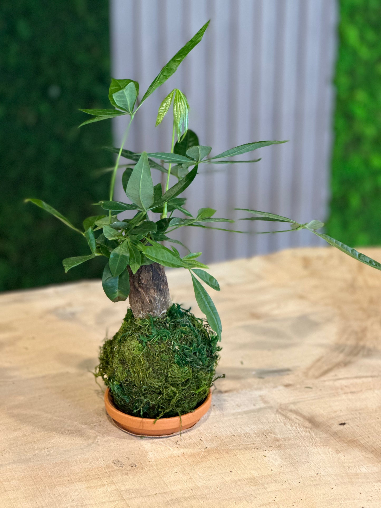 Hand Made Kokedama's
