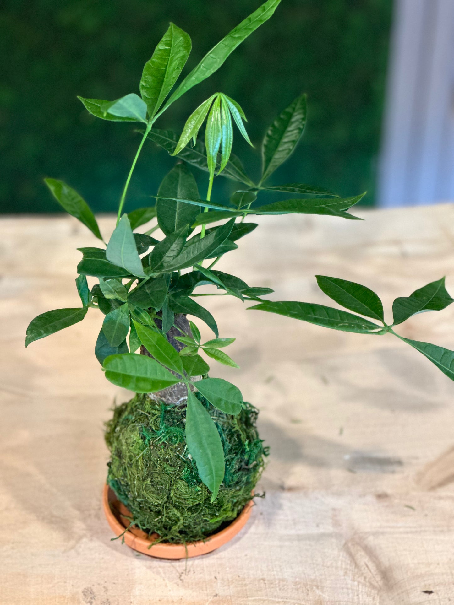 Hand Made Kokedama's
