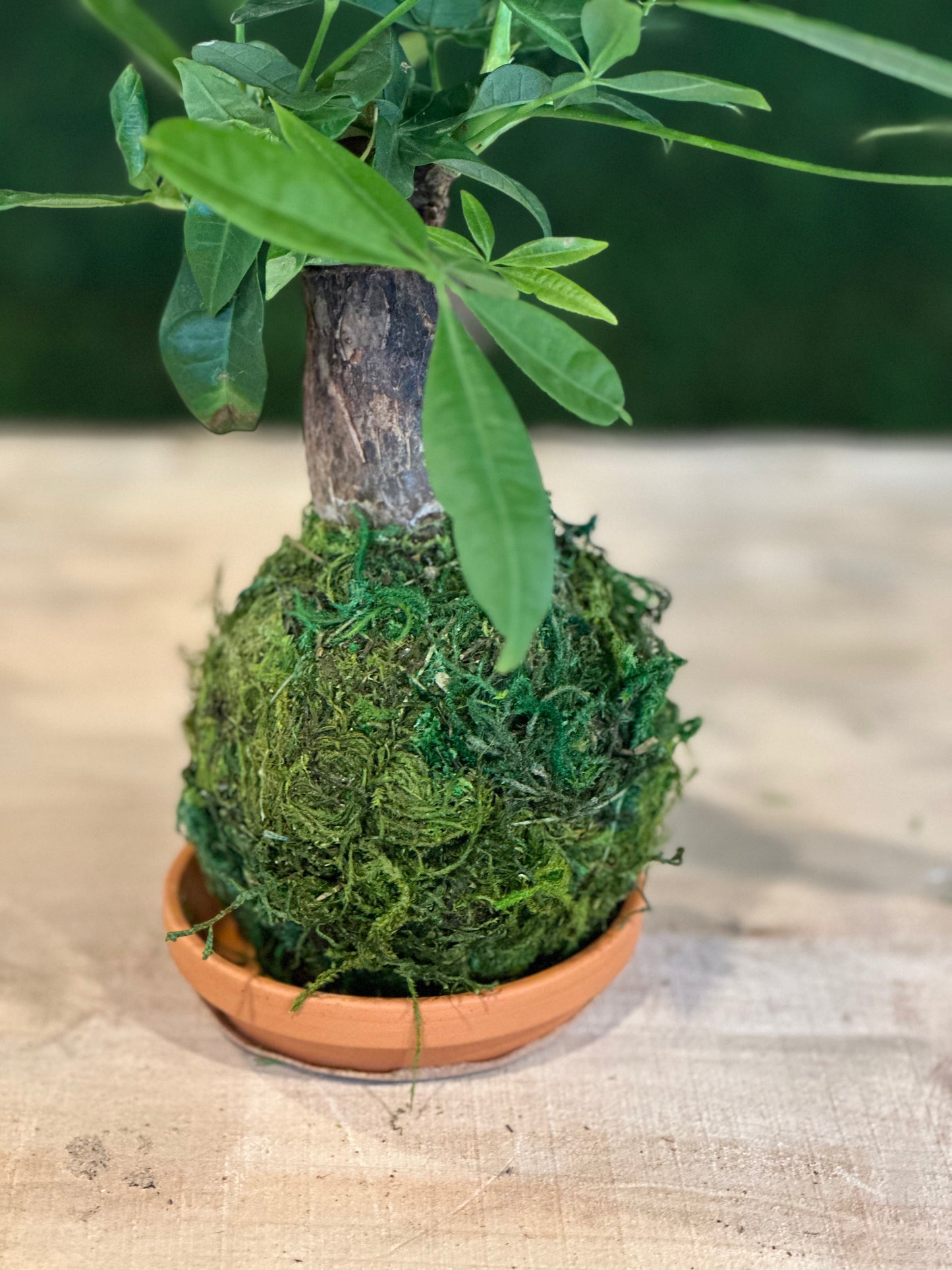 Hand Made Kokedama's