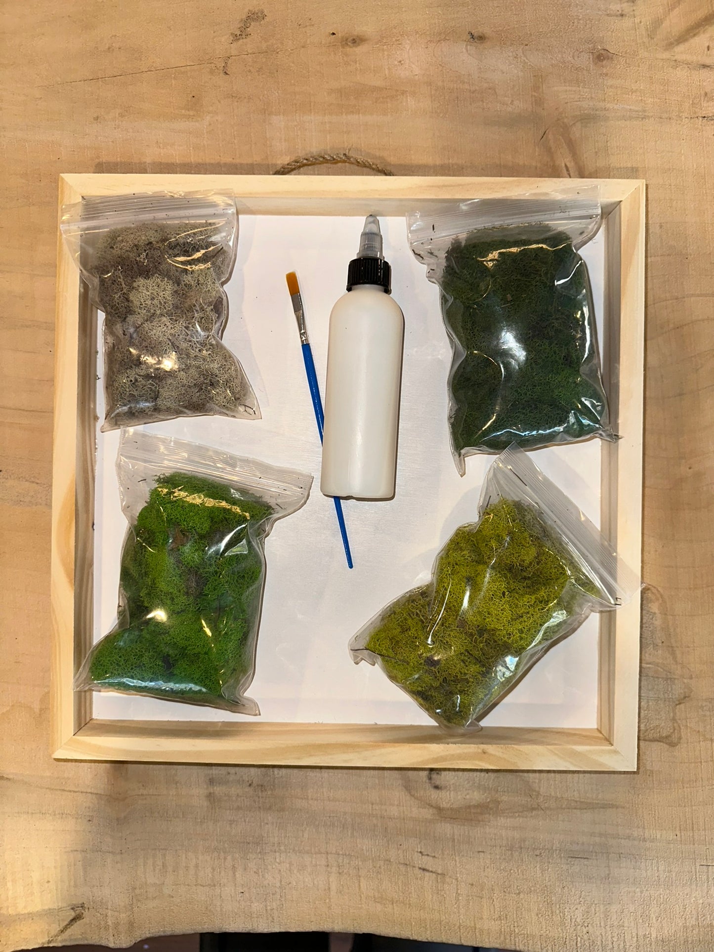 DIY Moss Art Kit