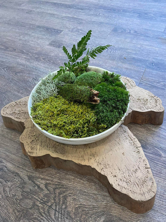 Live Moss Tabletop Garden Workshop Gift π
