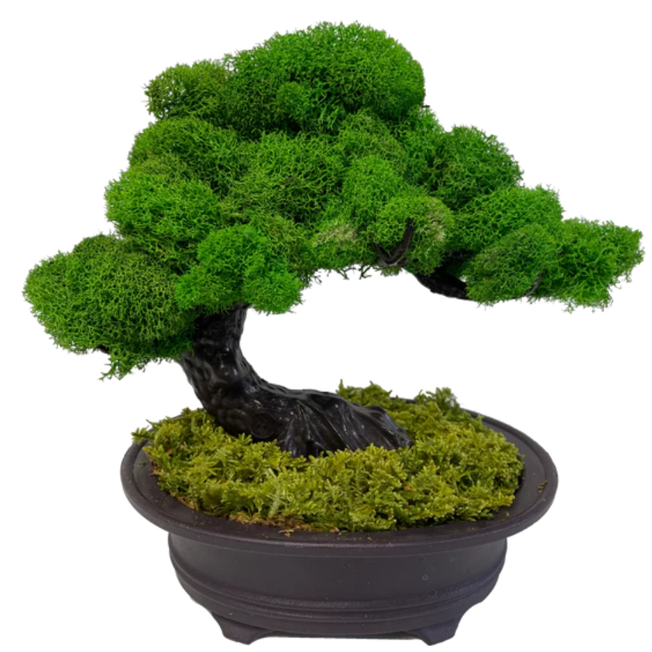 Live Moss Bonsai Tree