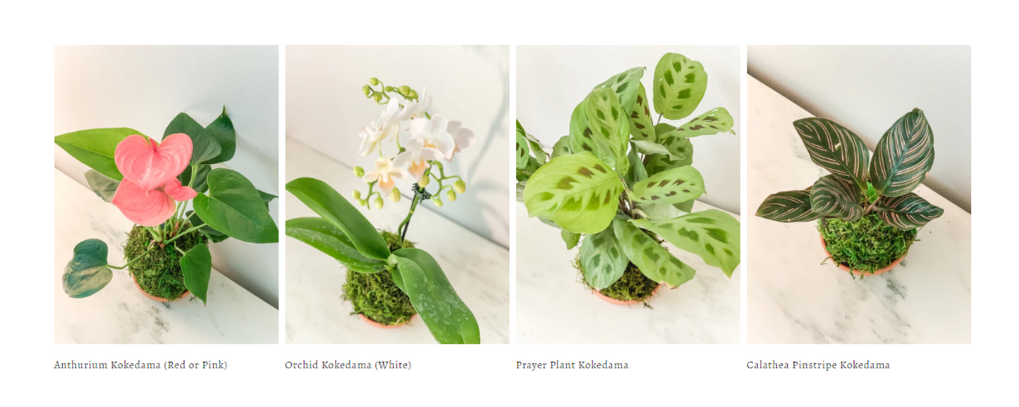 Hand Made Kokedama's