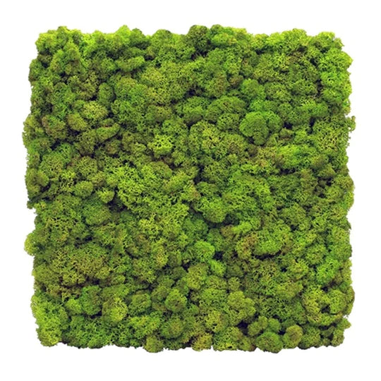 DIY Natural Moss Wall Tile- Interior Wall Features (Spring Green)