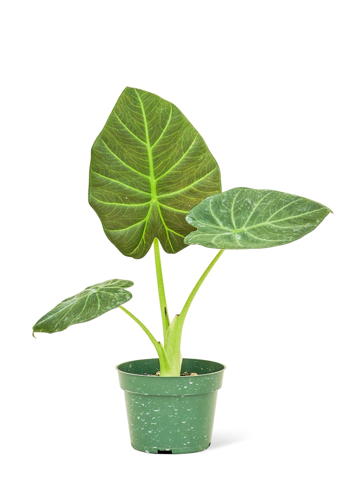 elephant ear plant alocasia regal shield Alocasia 'Regal Shields', Small