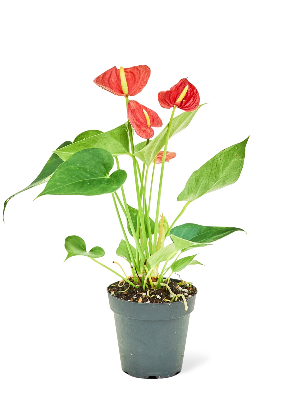 mini anthurium Anthurium 'Red Flamingo', Small