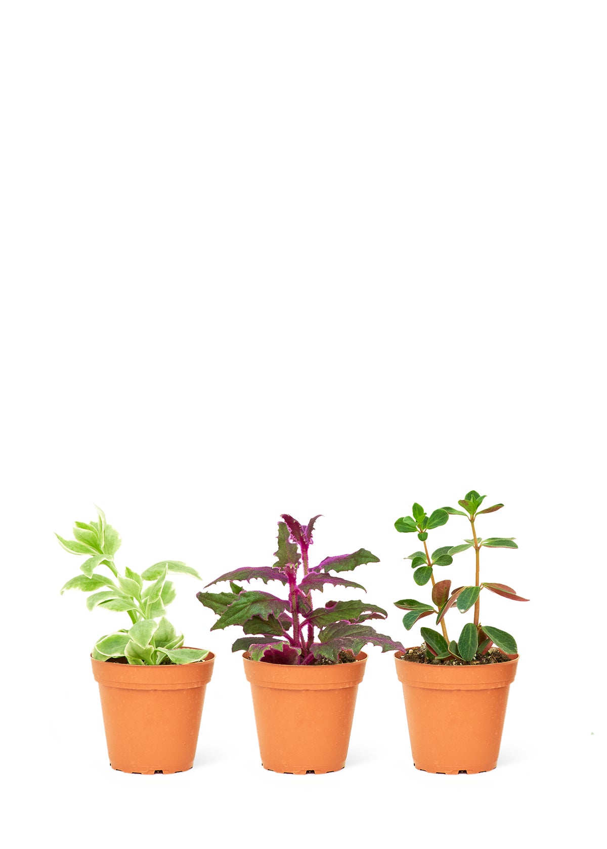 mystery house plant box Baby Mystery Jungle Box, Extra Small – Moss Acres Biophilic Studio & Workshop