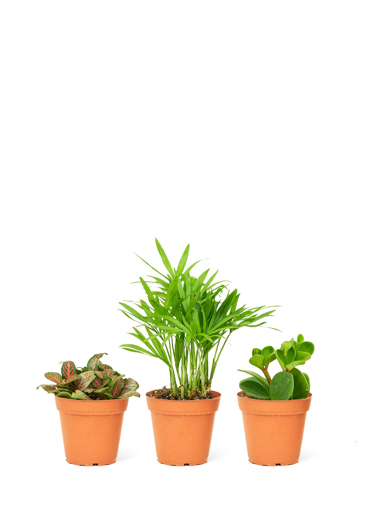 extra small plant pots Baby Pet Friendly Box, Extra Small – Moss Acres Biophilic Studio & Workshop