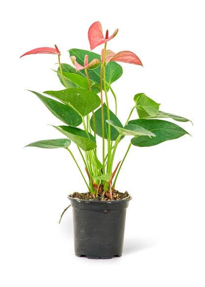 anthurium flamingo pink Anthurium 'Pink Flamingo', Small – Moss Acres Biophilic Studio & Workshop