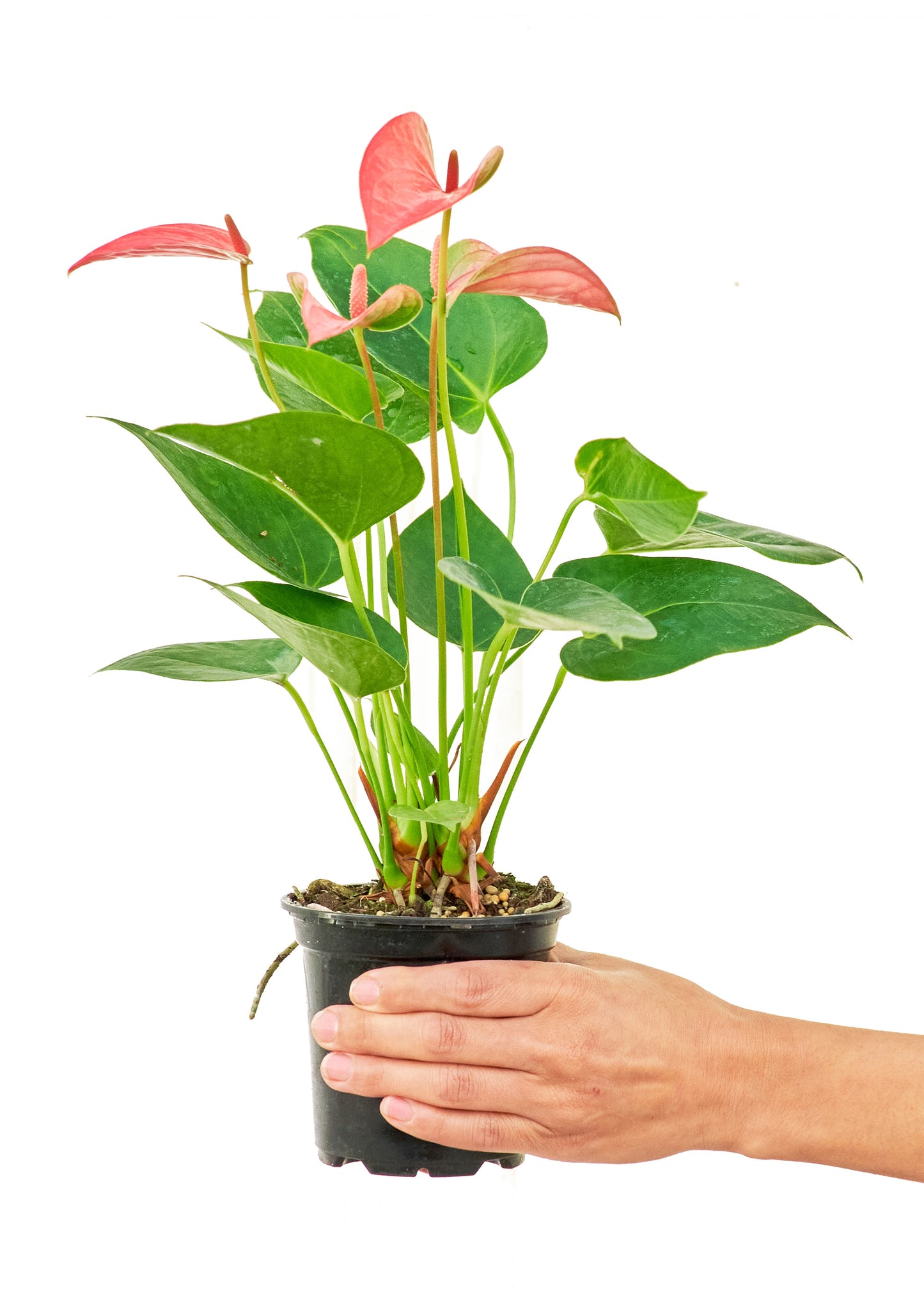 small anthurium plant Anthurium 'Pink Flamingo', Small