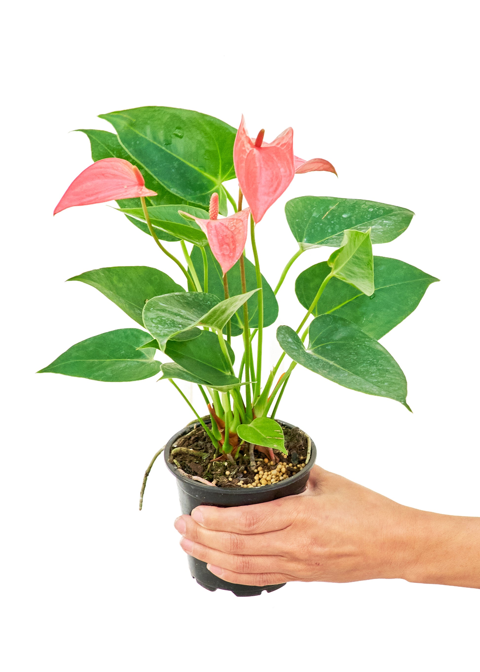 pink flamingo anthurium Anthurium 'Pink Flamingo', Small – Moss Acres Biophilic Studio & Workshop