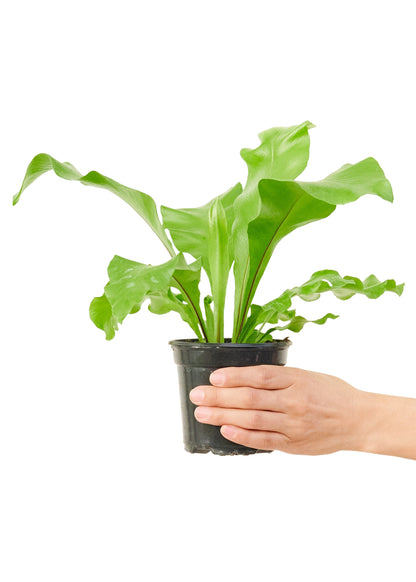 bird's nest fern forest moss Bird's Nest Fern, Small – Moss Acres Biophilic Studio & Workshop