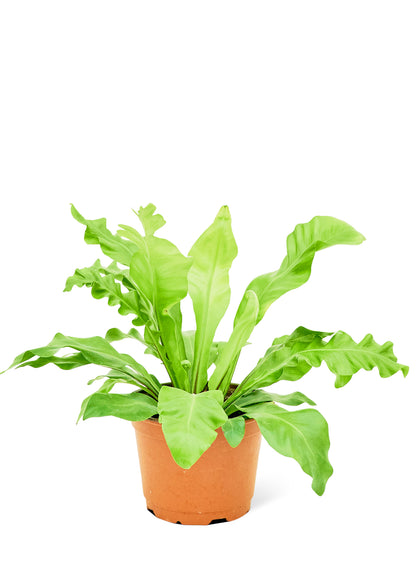 bird's nest fern forest moss Bird's Nest Fern, Medium – Moss Acres Biophilic Studio & Workshop